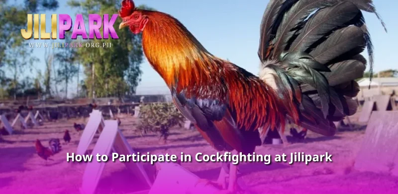 How to Participate in Cockfighting at Jilipark