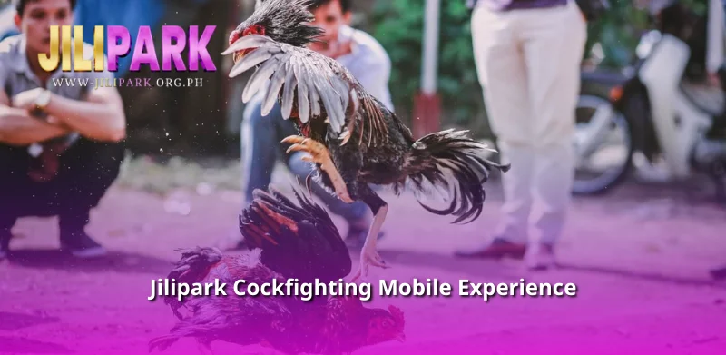 Jilipark Cockfighting Mobile Experience